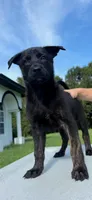 Jax, a male Belgian Malinois and German Shepherd Dog for sale in Loxahatchee, FL – 1 of 3