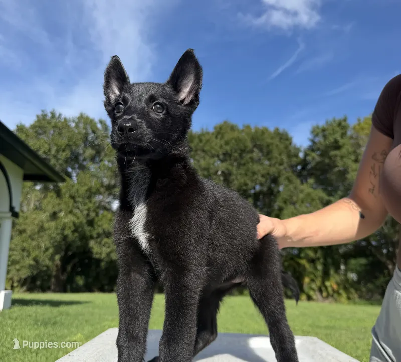 Aria – Belgian Malinois, German Shepherd Dog puppy for sale in Loxahatchee, FL