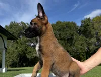 Goose, a male Belgian Malinois and German Shepherd Dog for sale in Loxahatchee, FL – 2 of 4