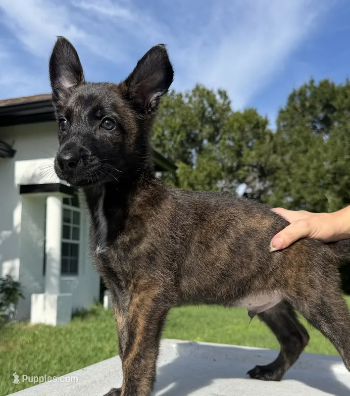 Thor – Belgian Malinois, German Shepherd Dog puppy for sale in Loxahatchee, FL
