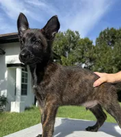Thor, a male Belgian Malinois and German Shepherd Dog for sale in Loxahatchee, FL – 1 of 3