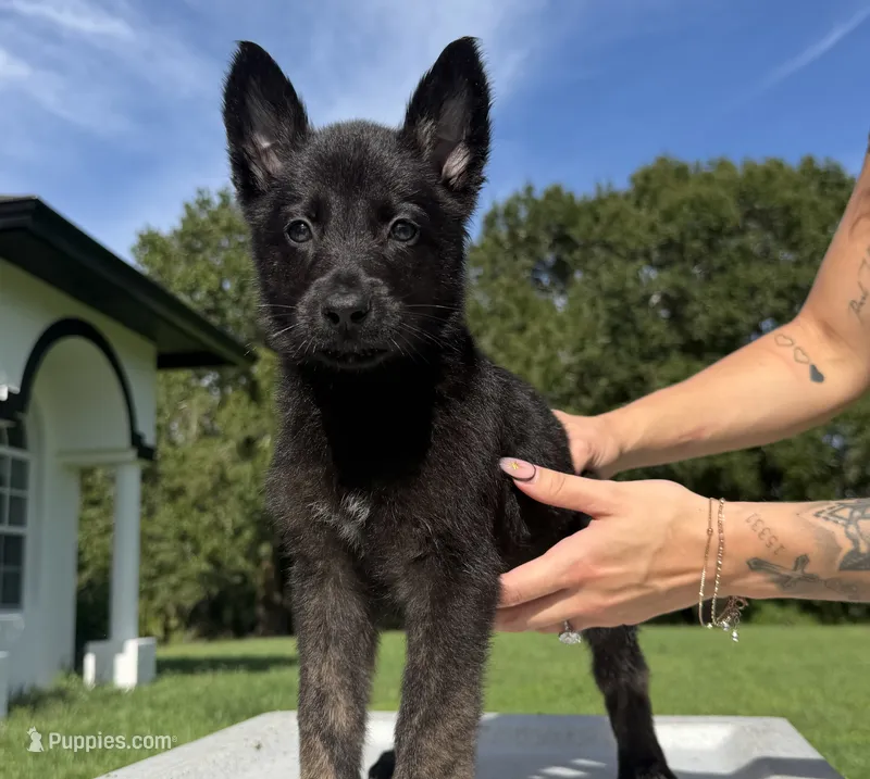 Ruby – Belgian Malinois, German Shepherd Dog puppy for sale in Loxahatchee, FL
