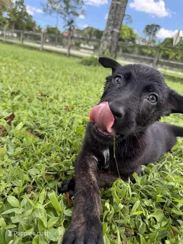 Odin – Belgian Malinois, German Shepherd Dog puppy for sale in Loxahatchee, FL