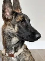Goose, a male Belgian Malinois and German Shepherd Dog for sale in Loxahatchee, FL – 4 of 4