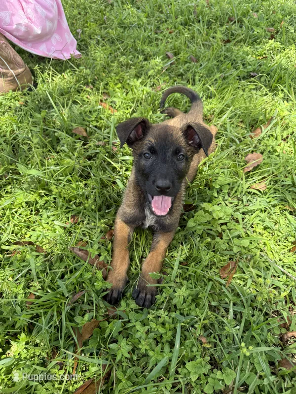 Goose – Belgian Malinois, German Shepherd Dog puppy for sale in Loxahatchee, FL