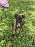 Goose, a male Belgian Malinois and German Shepherd Dog for sale in Loxahatchee, FL – 1 of 4