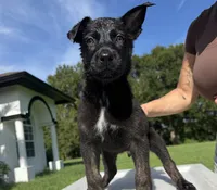 Odin, a male Belgian Malinois and German Shepherd Dog for sale in Loxahatchee, FL – 2 of 4