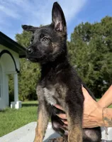 Sox, a male Belgian Malinois and German Shepherd Dog for sale in Loxahatchee, FL – 1 of 5