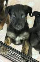 Sox, a male Belgian Malinois and German Shepherd Dog for sale in Loxahatchee, FL – 2 of 5