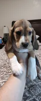 Two Face, a male Beagle for sale in Tucson, AZ – 3 of 7