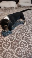Domino, a male Beagle for sale in Tucson, AZ – 6 of 9