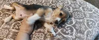 Two Face, a male Beagle for sale in Tucson, AZ – 4 of 7