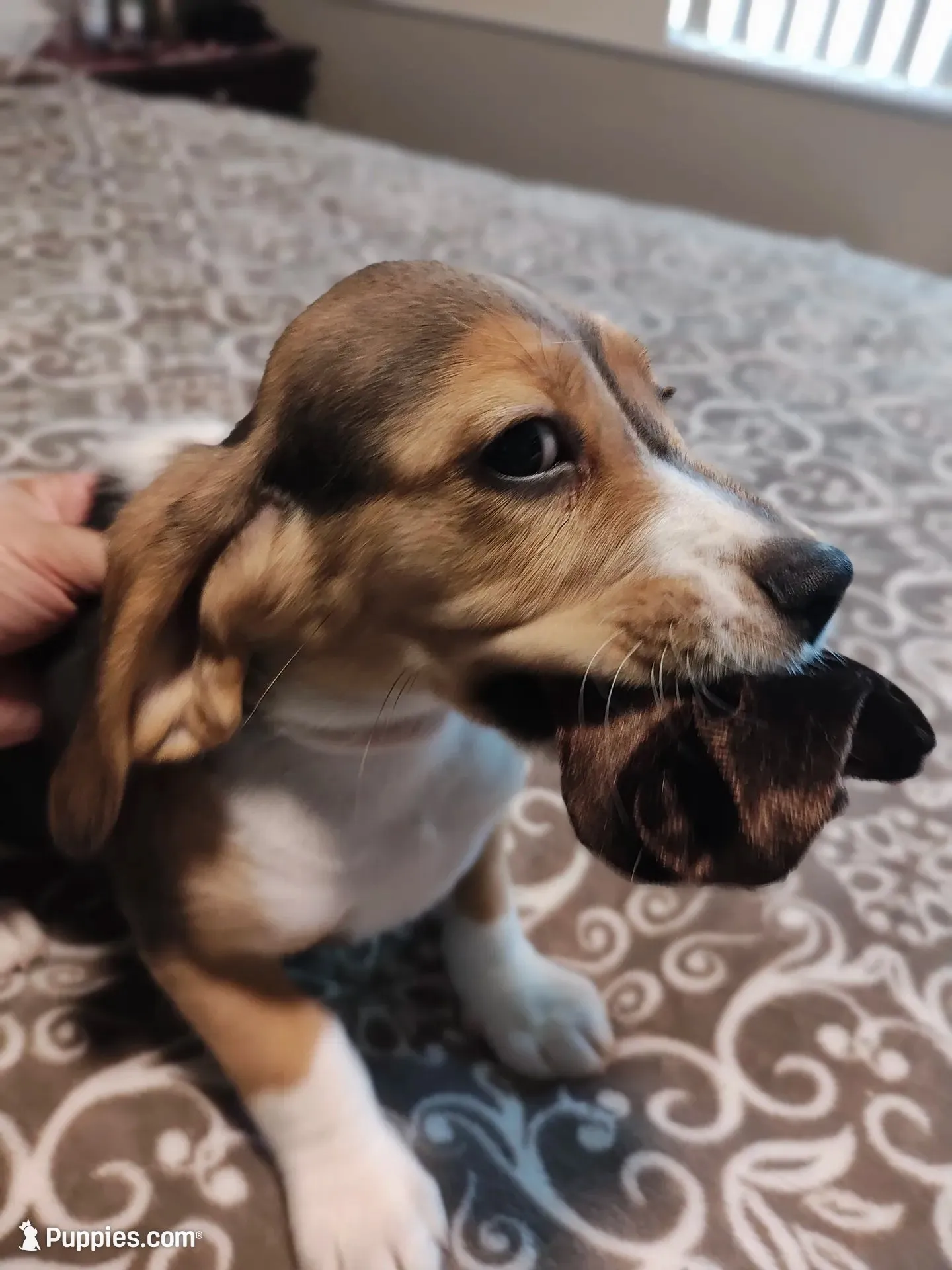 Two Face, a male Beagle for sale in Tucson, AZ – 4 of 7
