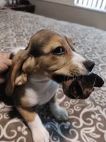 Two Face, a male Beagle for sale in Tucson, AZ – 5 of 7