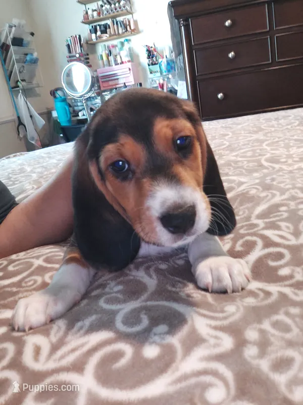 Domino – Beagle puppy for sale in Tucson, AZ