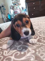 Domino, a male Beagle for sale in Tucson, AZ – 1 of 9