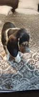 Domino, a male Beagle for sale in Tucson, AZ – 4 of 9