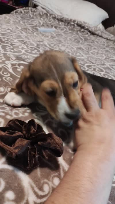 Two Face, a male Beagle for sale in Tucson, AZ – 7 of 7