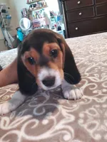 Domino, a male Beagle for sale in Tucson, AZ – 5 of 9