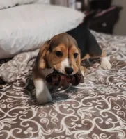 Two Face, a male Beagle for sale in Tucson, AZ – 2 of 7