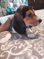 Domino, a male Beagle for sale in Tucson, AZ – 2 of 9