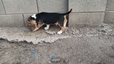 Two Face, a male Beagle for sale in Tucson, AZ – 7 of 7