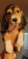 Domino, a male Beagle for sale in Tucson, AZ – 7 of 9
