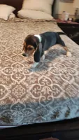 Domino, a male Beagle for sale in Tucson, AZ – 3 of 9