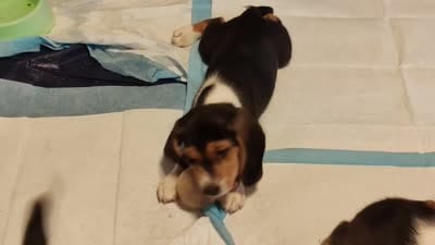 Domino, a male Beagle for sale in Tucson, AZ – 8 of 9
