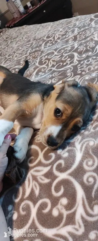 Two Face – Beagle puppy for sale in Tucson, AZ