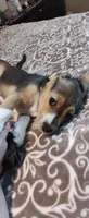 Two Face, a male Beagle for sale in Tucson, AZ – 1 of 7