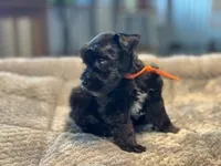Promise-Toy Size, a female Miniature Schnauzer for sale in Marquez, TX – Photo 2 of 5