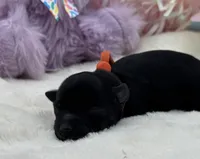 Promise-Toy Size, a female Miniature Schnauzer for sale in Marquez, TX – Photo 2 of 2