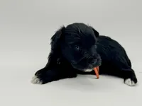 Promise-Toy Size, a female Miniature Schnauzer for sale in Marquez, TX – Photo 4 of 5