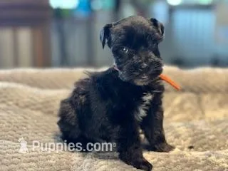 Promise-Toy Size – Miniature Schnauzer puppy for sale in Marquez, TX