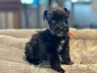 Promise-Toy Size, a female Miniature Schnauzer for sale in Marquez, TX – Photo 1 of 5