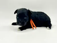 Promise-Toy Size, a female Miniature Schnauzer for sale in Marquez, TX – Photo 3 of 5