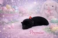 Promise-Toy Size, a female Miniature Schnauzer for sale in Marquez, TX – Photo 1 of 2