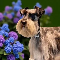 Peep-Toy Size, a male Miniature Schnauzer for sale in Marquez, TX – Photo 3 of 3