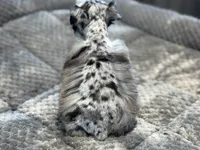 Peep-Toy Size, a male Miniature Schnauzer for sale in Marquez, TX – Photo 2 of 8