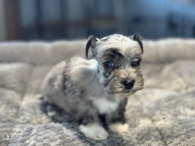 Peep-Toy Size – Miniature Schnauzer puppy for sale in Marquez, TX