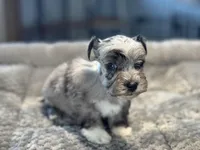 Peep-Toy Size, a male Miniature Schnauzer for sale in Marquez, TX – Photo 1 of 8