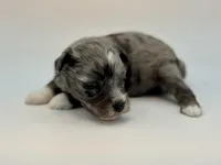 Peep-Toy Size, a male Miniature Schnauzer for sale in Marquez, TX – Photo 4 of 8