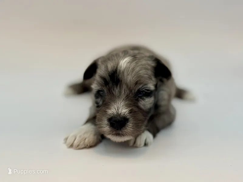 Peep-Toy Size – Miniature Schnauzer puppy for sale in Marquez, TX