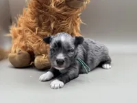 Peep-Toy Size, a male Miniature Schnauzer for sale in Marquez, TX – Photo 6 of 8