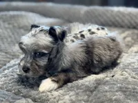 Peep-Toy Size, a male Miniature Schnauzer for sale in Marquez, TX – Photo 3 of 8