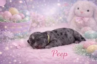 Peep-Toy Size, a male Miniature Schnauzer for sale in Marquez, TX – Photo 1 of 3