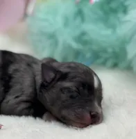 Peep-Toy Size, a male Miniature Schnauzer for sale in Marquez, TX – Photo 2 of 3