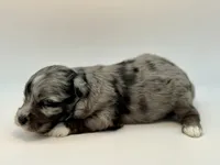 Peep-Toy Size, a male Miniature Schnauzer for sale in Marquez, TX – Photo 5 of 8