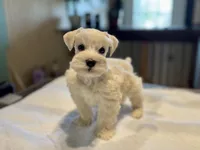 Sleet-toy size, a male Miniature Schnauzer for sale in Marquez, TX – Photo 5 of 9